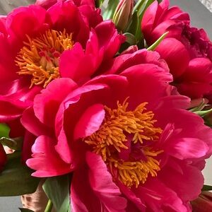 Meet your Posher, Miss Luxe